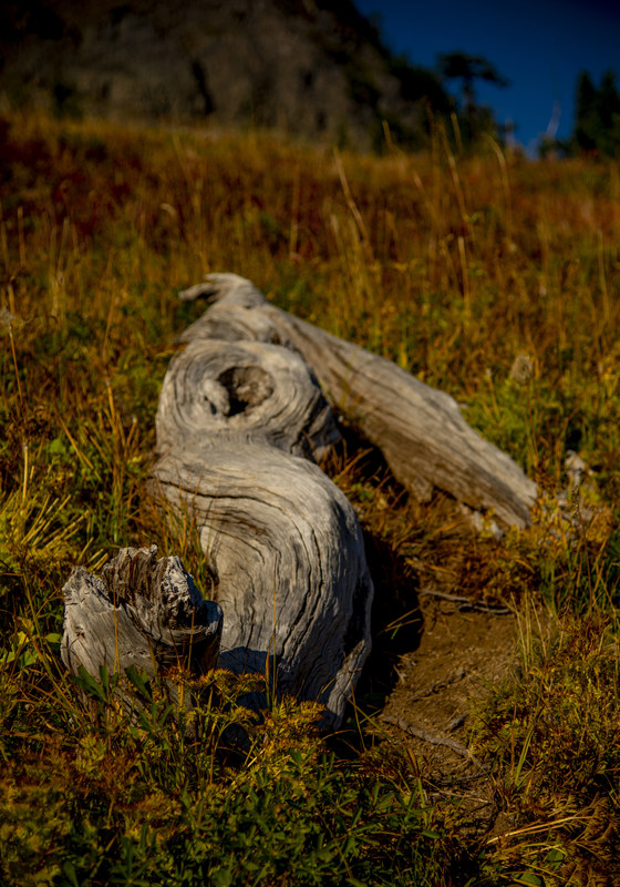 Sun-bleached weathered log in an alpine meadow under a deep blue sky